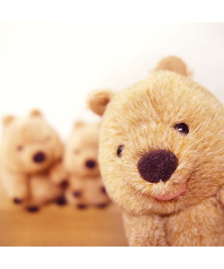 大陸散歩ぽちゃまる ぬいぐるみ キャラクター グッズ ナマケモノ